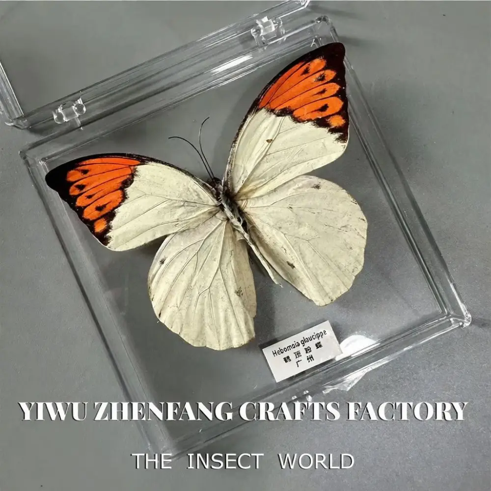 DIY Butterfly Specimen Box Craft Gift Real Biological Teaching Aid Decorative Handmade Display Case For Home Decor