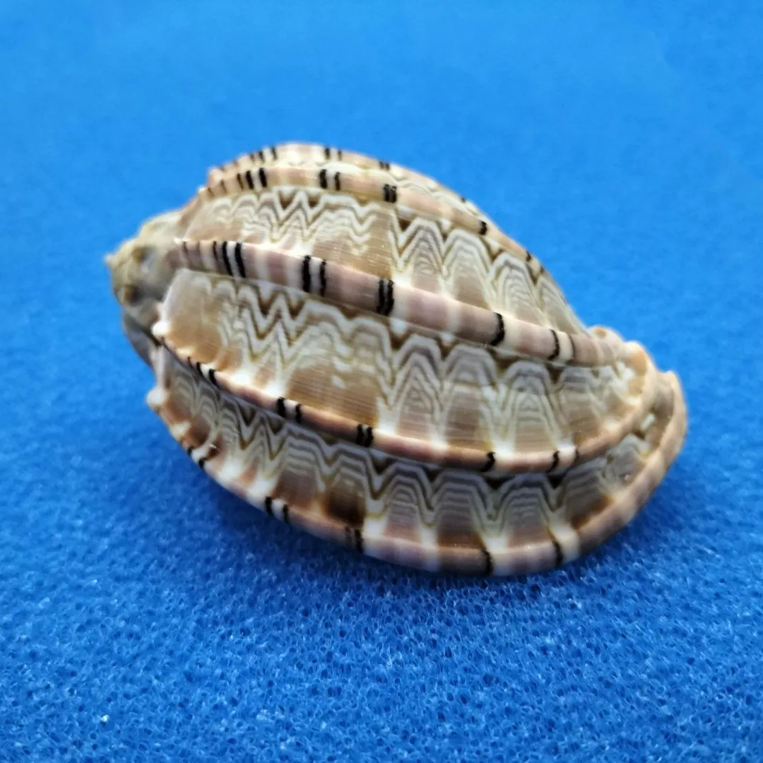 7-9CM Natural Volute Shell Fulgoraria Hamillei Seashells For Home Wedding Furnishing Pieces Gift Fish Tank Decoration Specimens