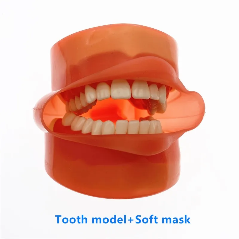 Dental phantom head model Silicone Mask with 28 Pieces Screw Fixed Teeth Oral Simulation Practice System