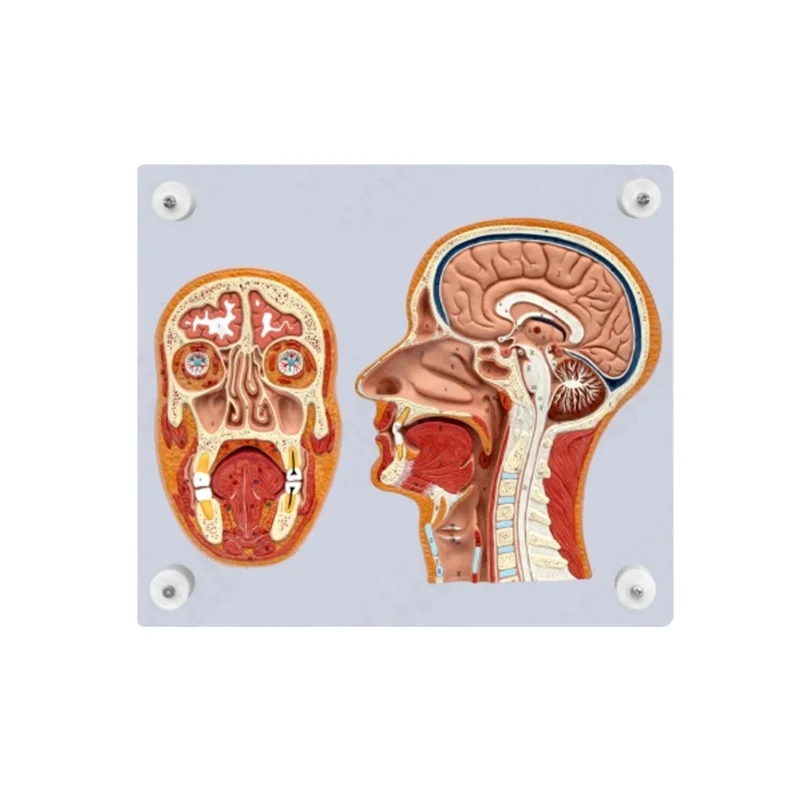 

Human Head Model Anatomical Brain Structure Human Brain Medical Model