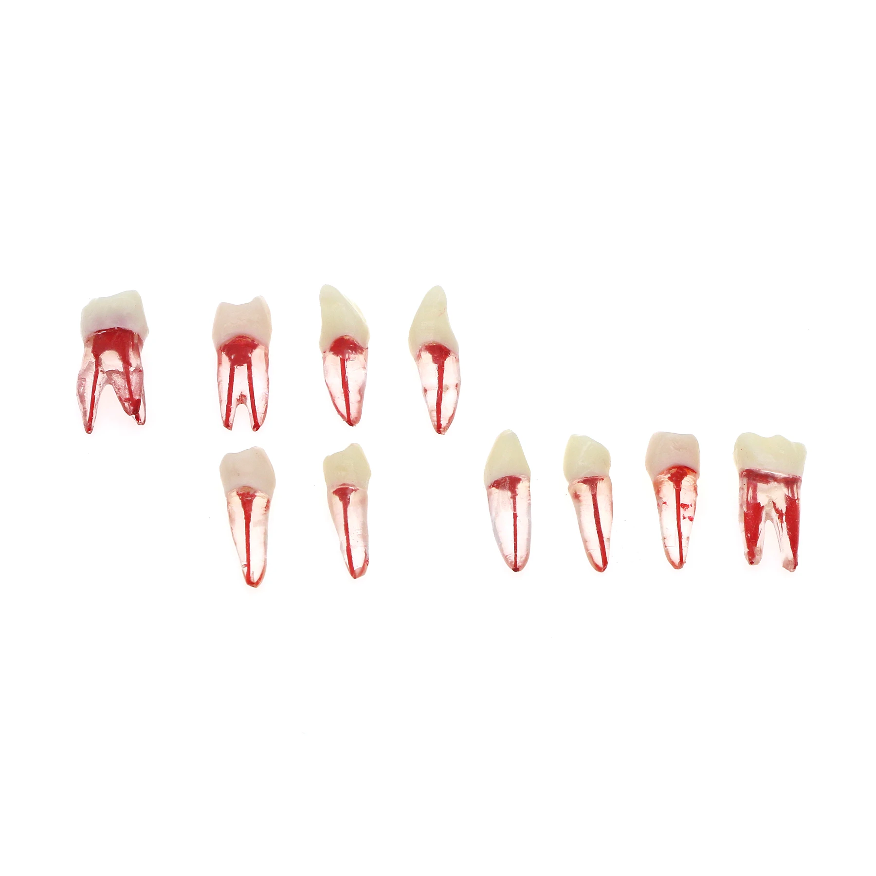 Dental Endo Root Canal Pulp Cavity Practice Teeth Model RCT Endodontic Typodont M8007 11# 14# 16# 21# 33# 34# 35# 36# 44# 45#