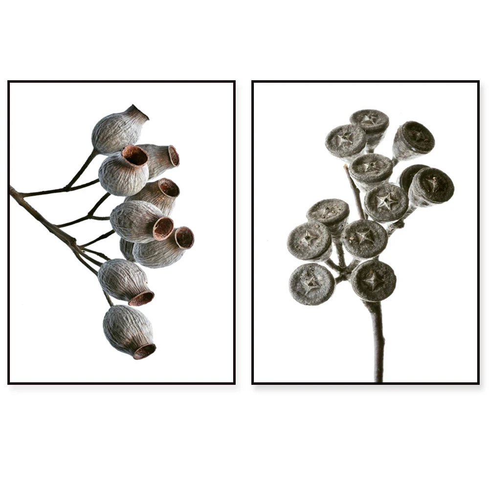 Australian Printable Artwork, Eucalyptus Seed Pods and Gum Photo Prints ~ Earthy Living Room Decor Poster
