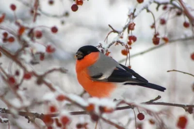 

1:10 313mm Wheelbase Wrangler Hard Plastic Body Shell KIT For 1/10 RC Crawler Cherokee Axial SCX10 & SCX10 II 90046 90047