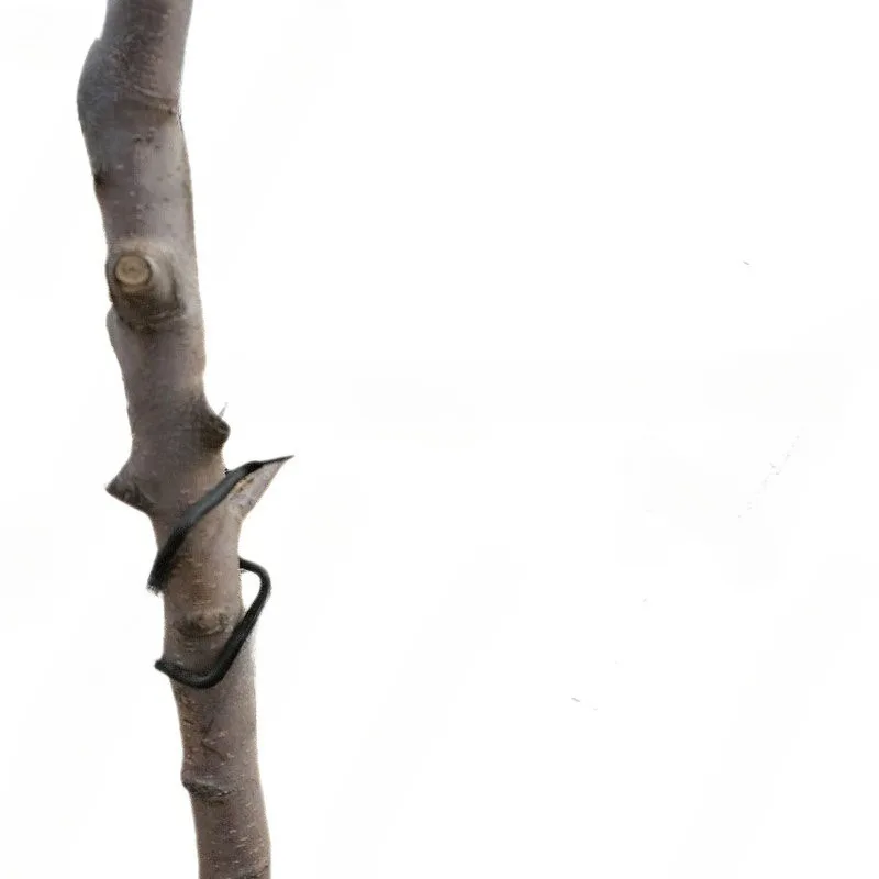 

Fruit tree branch press Thickened tough long lasting shaping M type 8cm branch pulling improved type