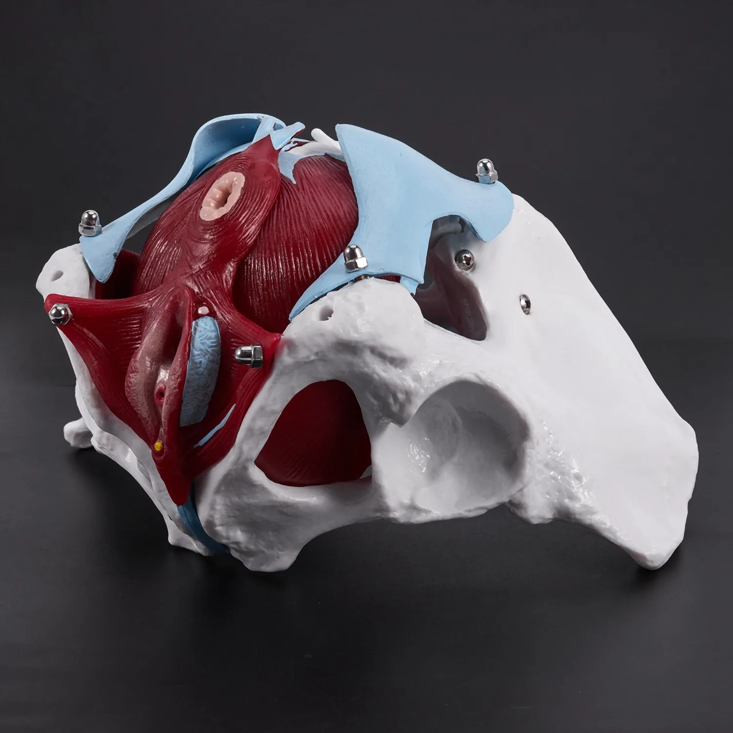 Female Pelvis And Reproductive Organs Model Female Bladder Pelvic Floor Muscle Rehabilitation Anatomical Model User-Friendly