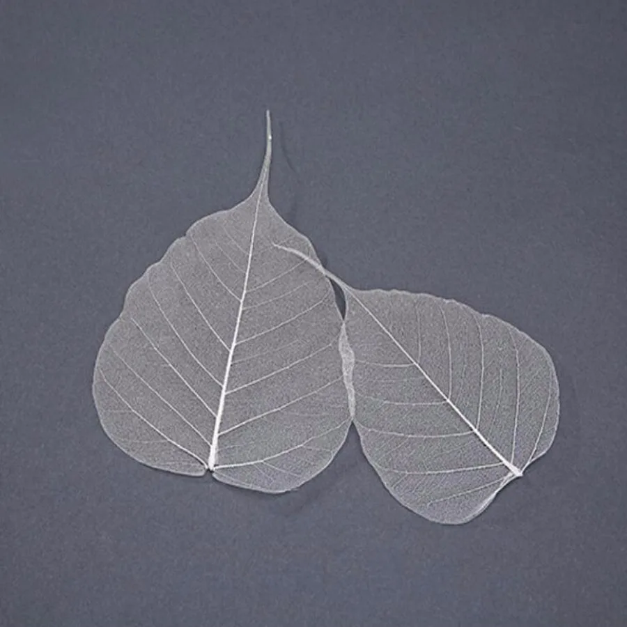 100pcs 4-10cm Dried Natural White Peepul Bo-tree Large-Tree Leaf Leaves Skeleton Wedding Party Home Mural Bookmark Jewelry Craft