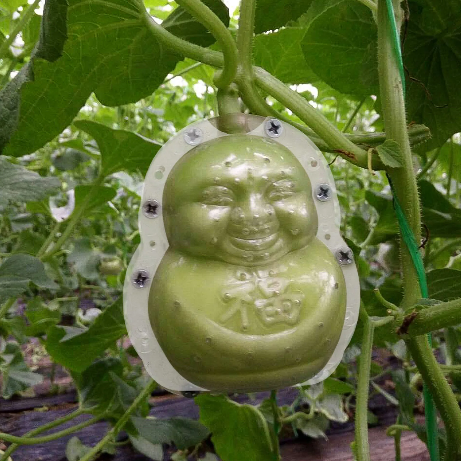 

2pcs Transparent Pc Buddha Shaping Fruit Adorable Melon Mold Growing Diy Ginseng Mold Garden Supply Small Practical Plant