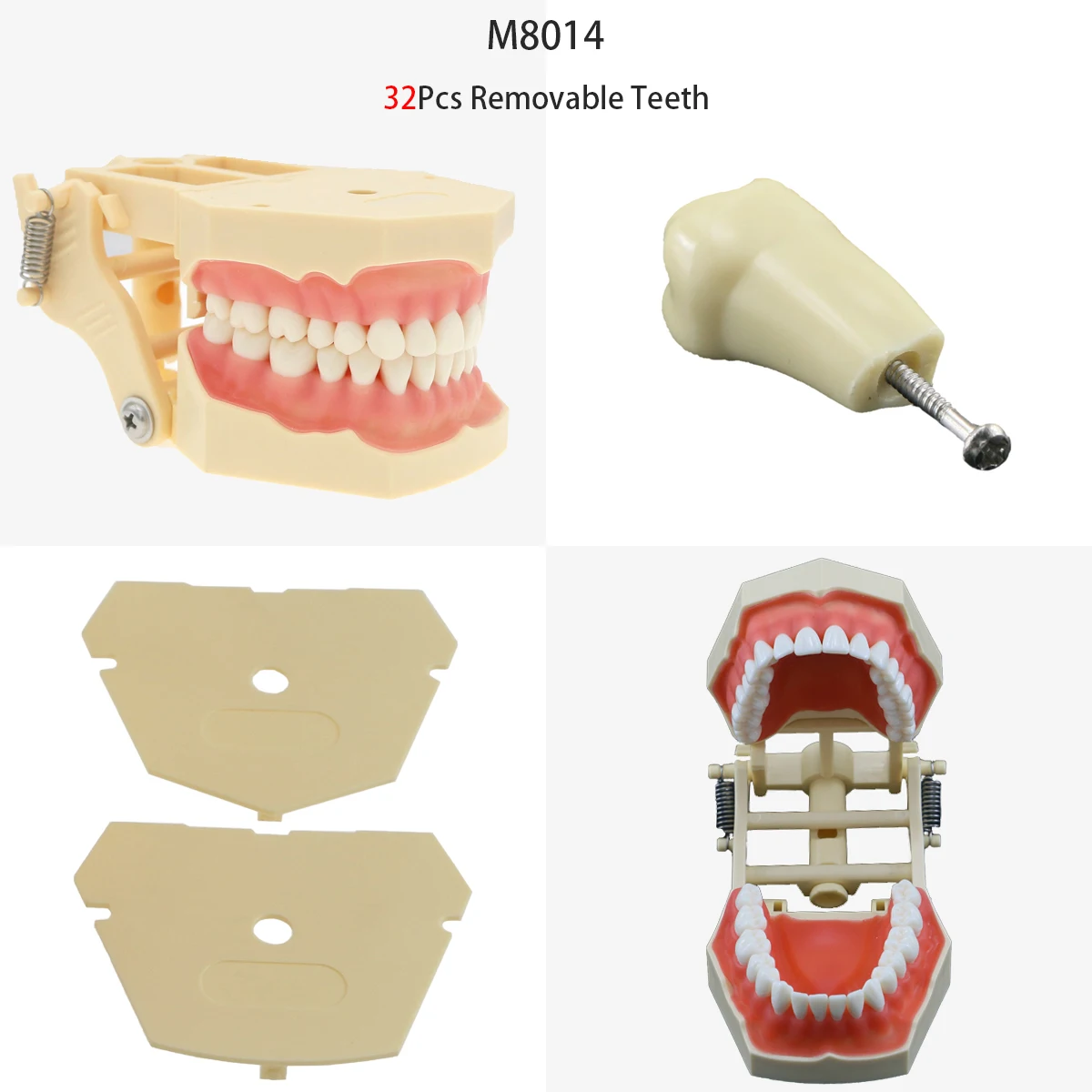 Model stomatologii zębowej zdejmowany żywiczny Model dentystyczny 28 szt. I 32 szt. Zębów pasuje do Kilgore NISSIN 200/500 typ trening dla studenta