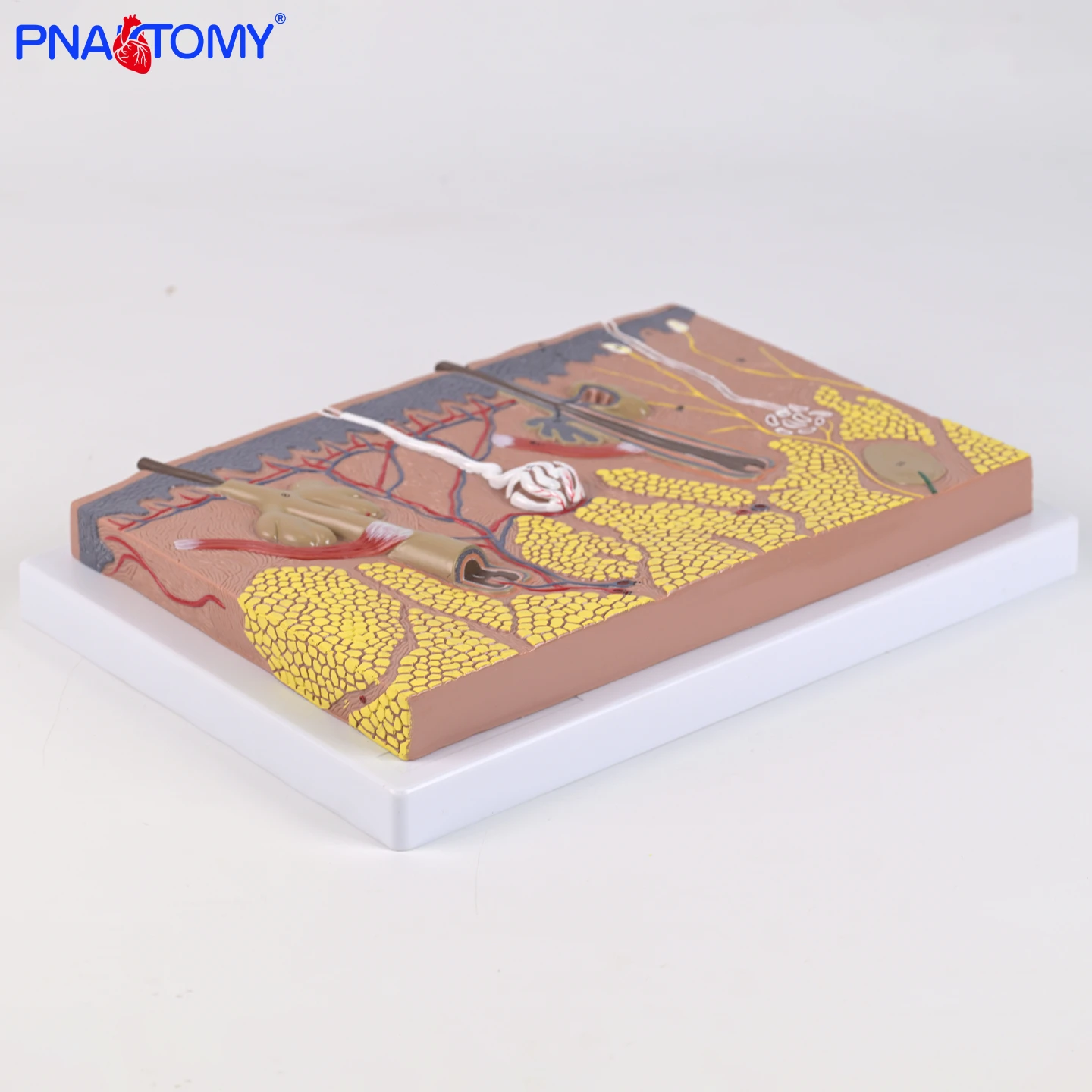 

Enlarged model of the layered structure of flat skin tissue Human anatomical model Skin Anatomy