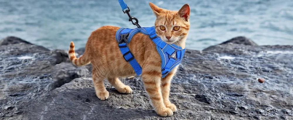 Reflective Cat Harness And Leash Set Adjustable Vest For Cats_voghion.com