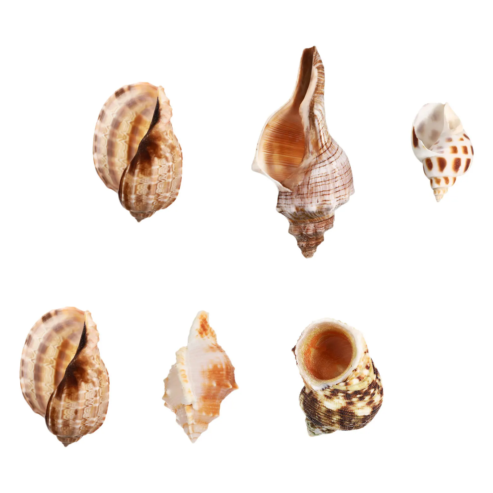 

6Pcs Real Sea Conch Shells Aquarium Decor Marine Life Habitat Coastal Party Centerpiece DIY Craft Supply Under The Sea Event