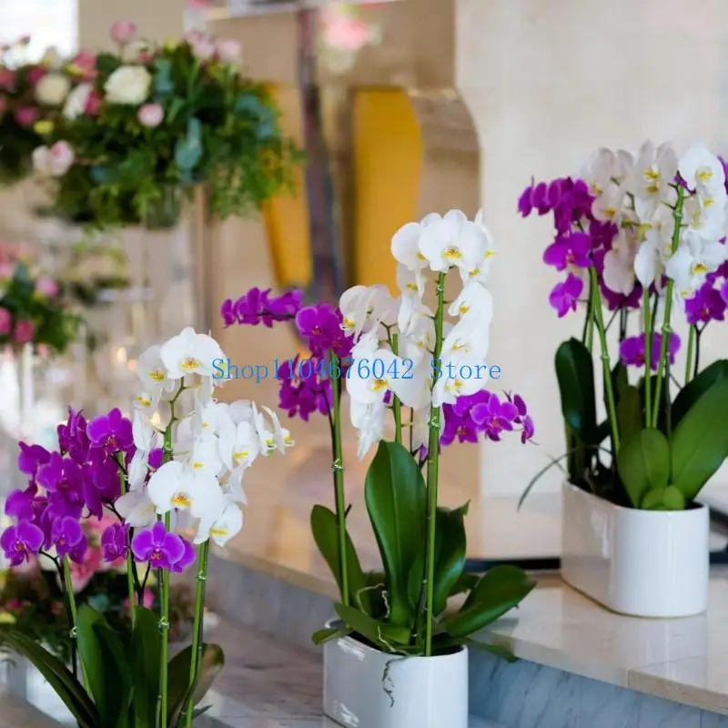 حزمة 5asd مكونة من 20 أوتاد دعم نباتية مرنة لورود الأوركيد وغيرها من النباتات الجذعية الفردية