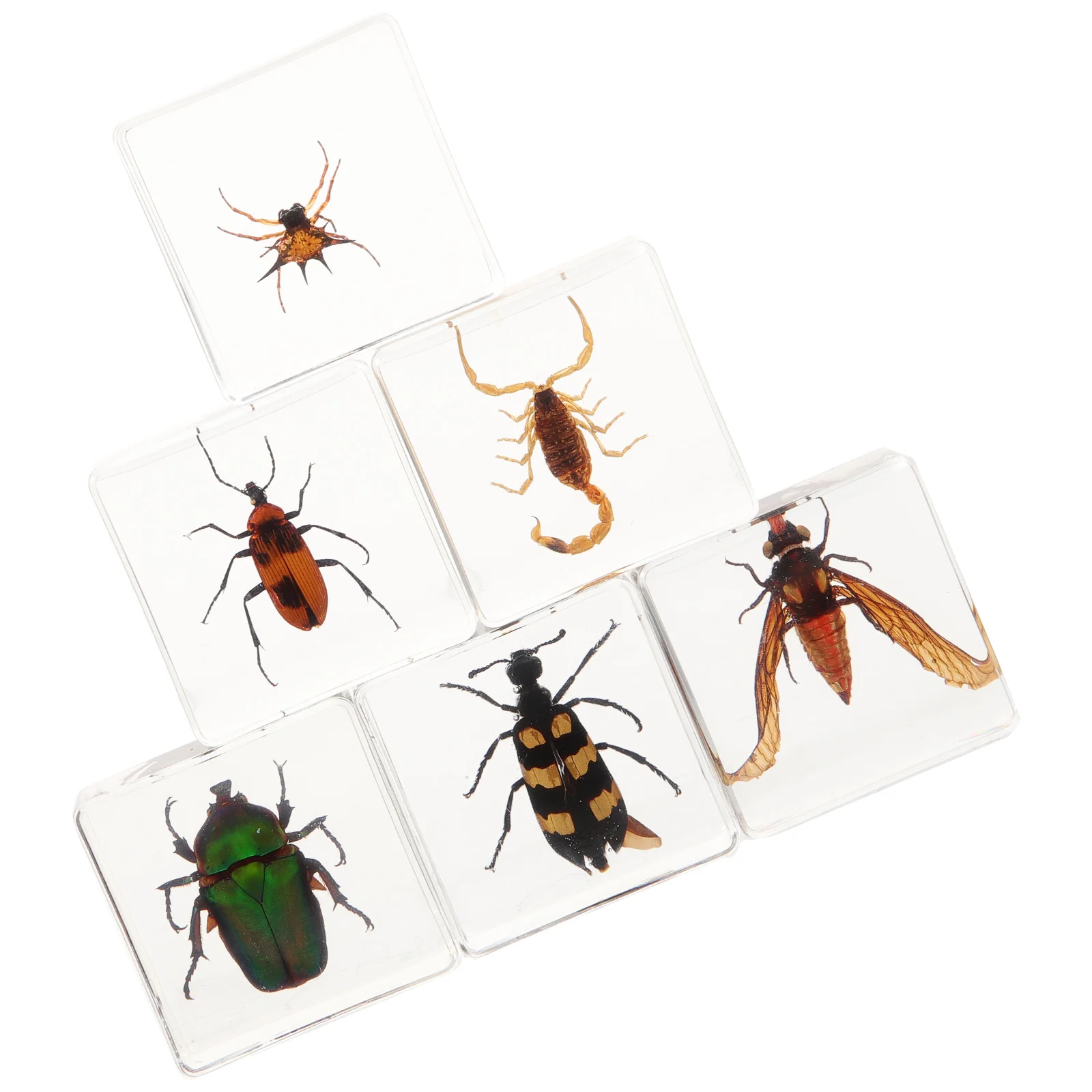 

6 Pcs Desk Decorations Insect Specimen Delicate Resin Desktop Ornament for Table Crafts Home Exquisite Student