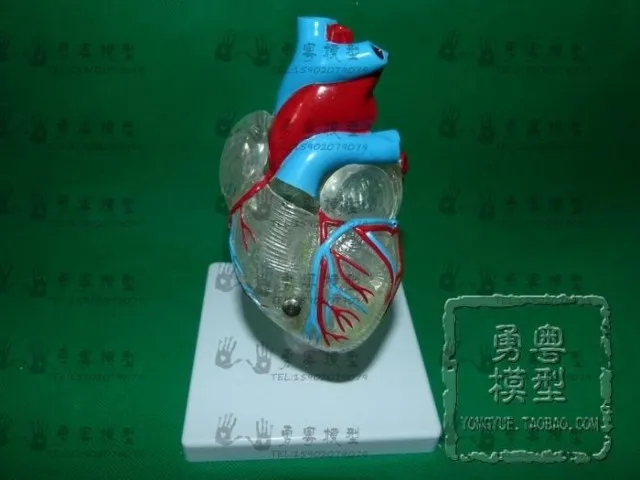 Classic Heart and Cardiac Conduction System Model Transparent Human Heart Model