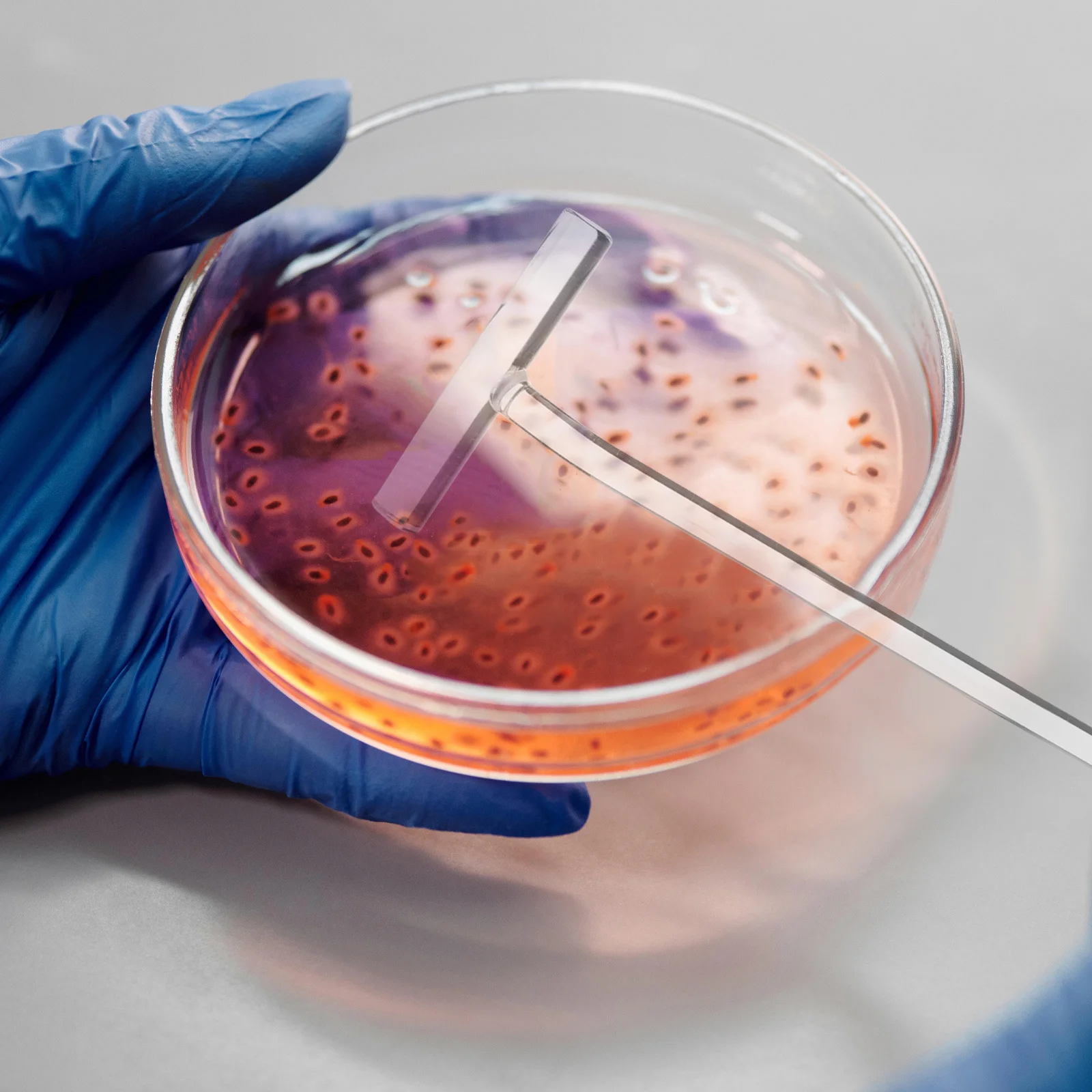 

3Pcs Cell Spreaders Glass Stick T-Shaped Laboratory Coating Rods High Precision Lab Experiment Tool Lab Cell Spreader