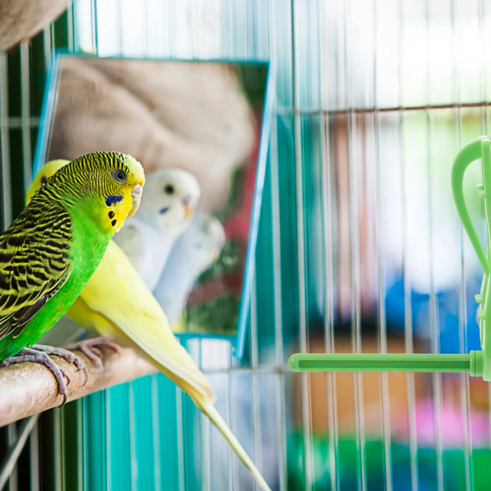 

20 шт. зажимов для овощей в клетку для птиц, подставка-перьяшка для попугаев, держатель для фруктов, нескользящий держатель для еды в клетку, аксессуары для кормушек