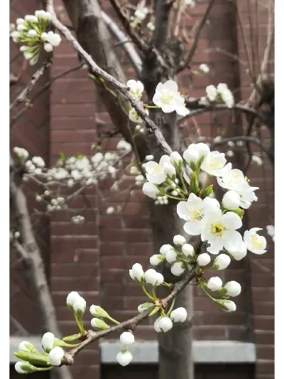 

Резиновые черные шины 102*42 мм для Arrma 1/7 Infraction Felony Limitless RS, с шестигранным креплением 17 мм, запчасти для тюнинга радиоуправляемых машин