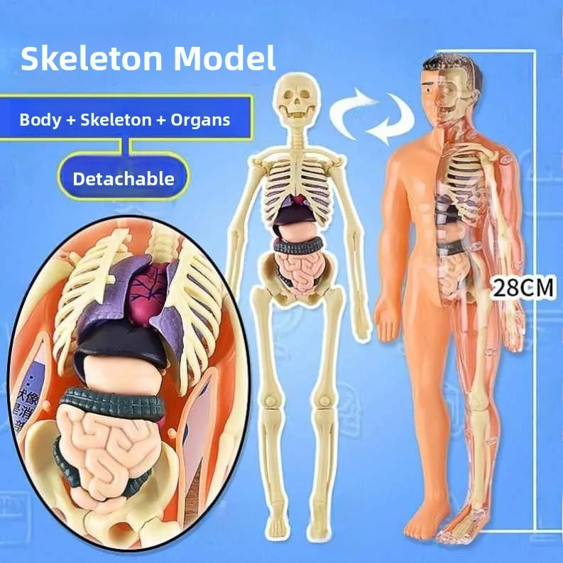 Anatomical Model Toy for Children Educational Simulation Dissecting Constructed Skeleton Internal Organs Medical Biology Gift