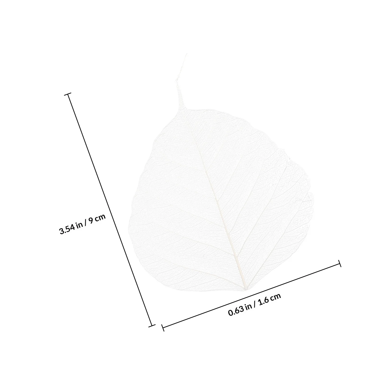 20pcs Leaf Diy Materials For Bookmark Craft Projects Tree Leaves Specimen Dried Leaves For Greeting Cards Scrapbook