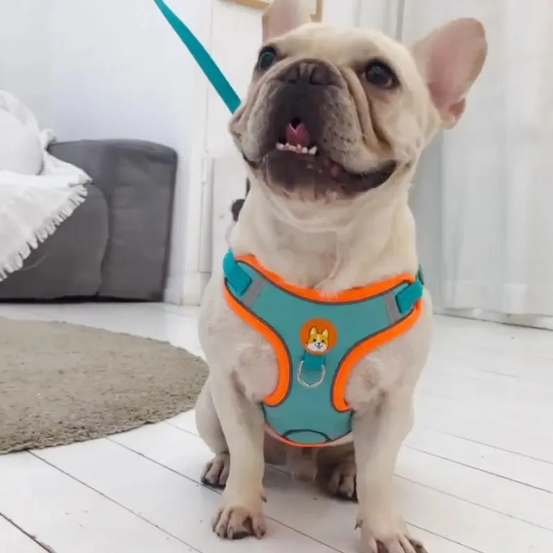 Thumbnail 4 - #17 Dog Leads Ranking List in 2026
