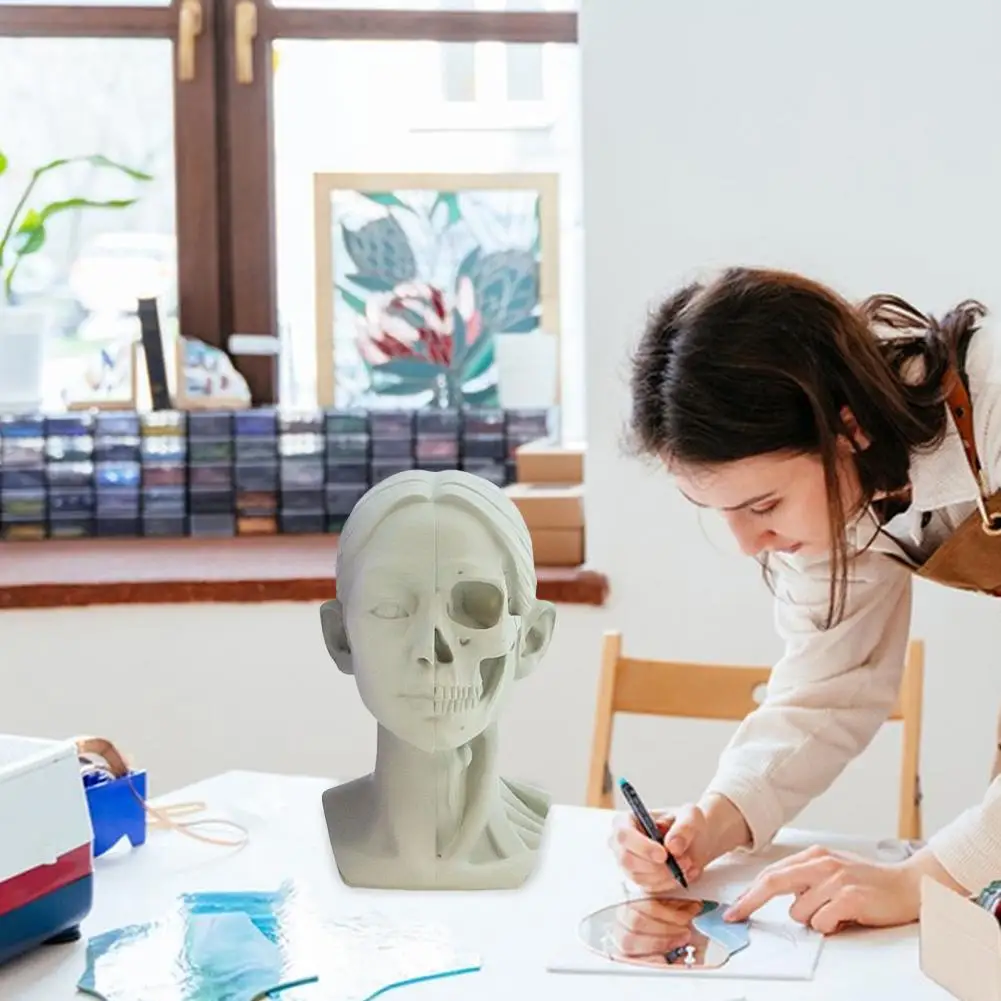 Accurate Anatomy Head Model Drawing Tool for Artists Resin Skull Sculpture with Muscle Structure Planar for Medical for Artistic