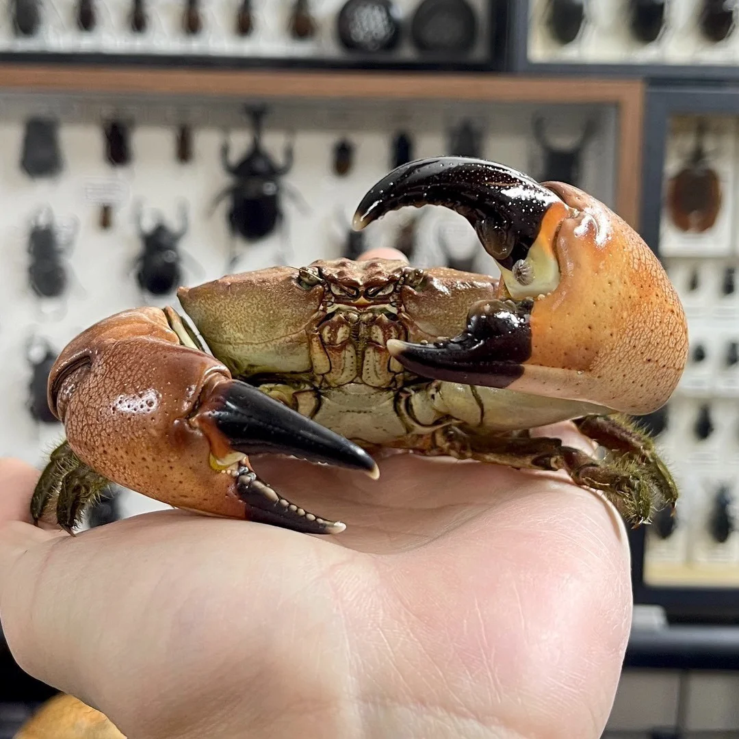 Menippe Rumphii Crab Specimen Authentic Crab Taxidermy Unique Collectors Home Decor Handicrafts Ideal Gift for Nature Lovers