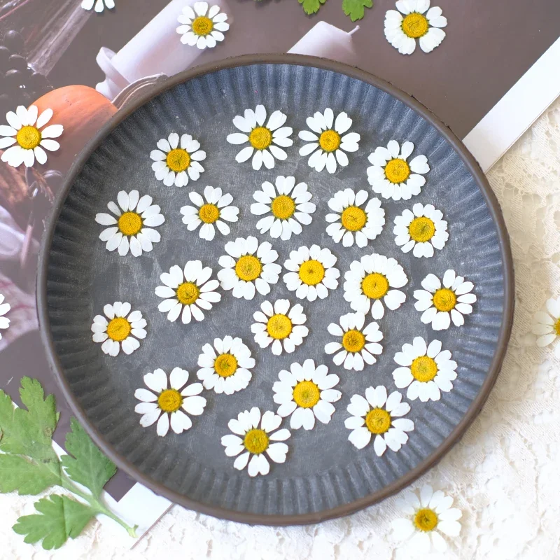 1-2cm/24pcs,Pressed real Chamomile petals,dried flower DIY adhesive jewelry wedding party bookmark gift card flower petal makeup