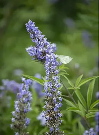 

T-HOBBYT-MOTOR FPV X Slattfpv Co-branded BrushlessFreestyle Motor 2306.3-1700KV/2500KV-Grey/Pink