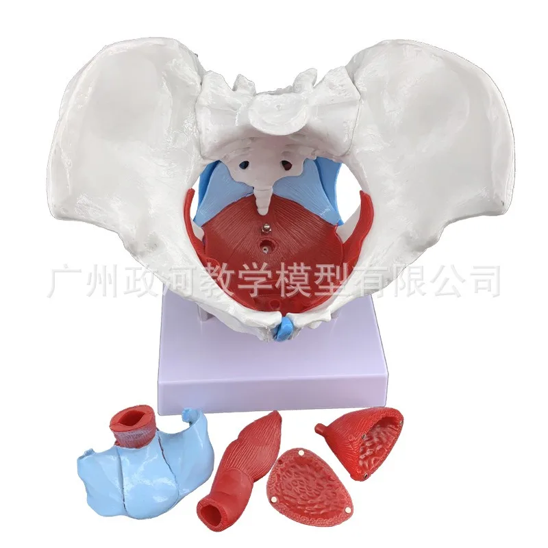 Female Pelvis Anatomy Model with Pelvic Floor Muscles Reproductive Organs Life Size Removable Organs  Uterus  Bladder Rectum