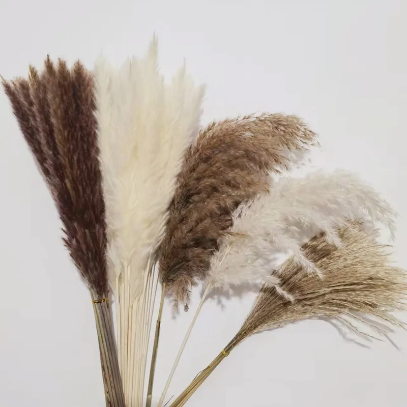 Natural Pampas Grass Bunny Tail Grass Dried Flowers for Wedding Fluffy Small Reeds Flowers Bouquet Boho Living Room Decoration