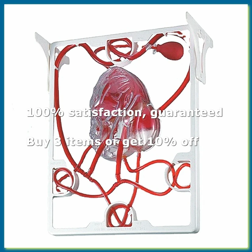 Heart Circulation Model Simulation Science Education for Students Classroom Science Human Body Anatomy Organ Model-A49I