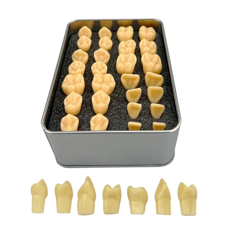 28 Teeth 2 Times Carved Model Teaching Model Comparison Carving Tooth Model Dental Students Practice Study Teeth Model
