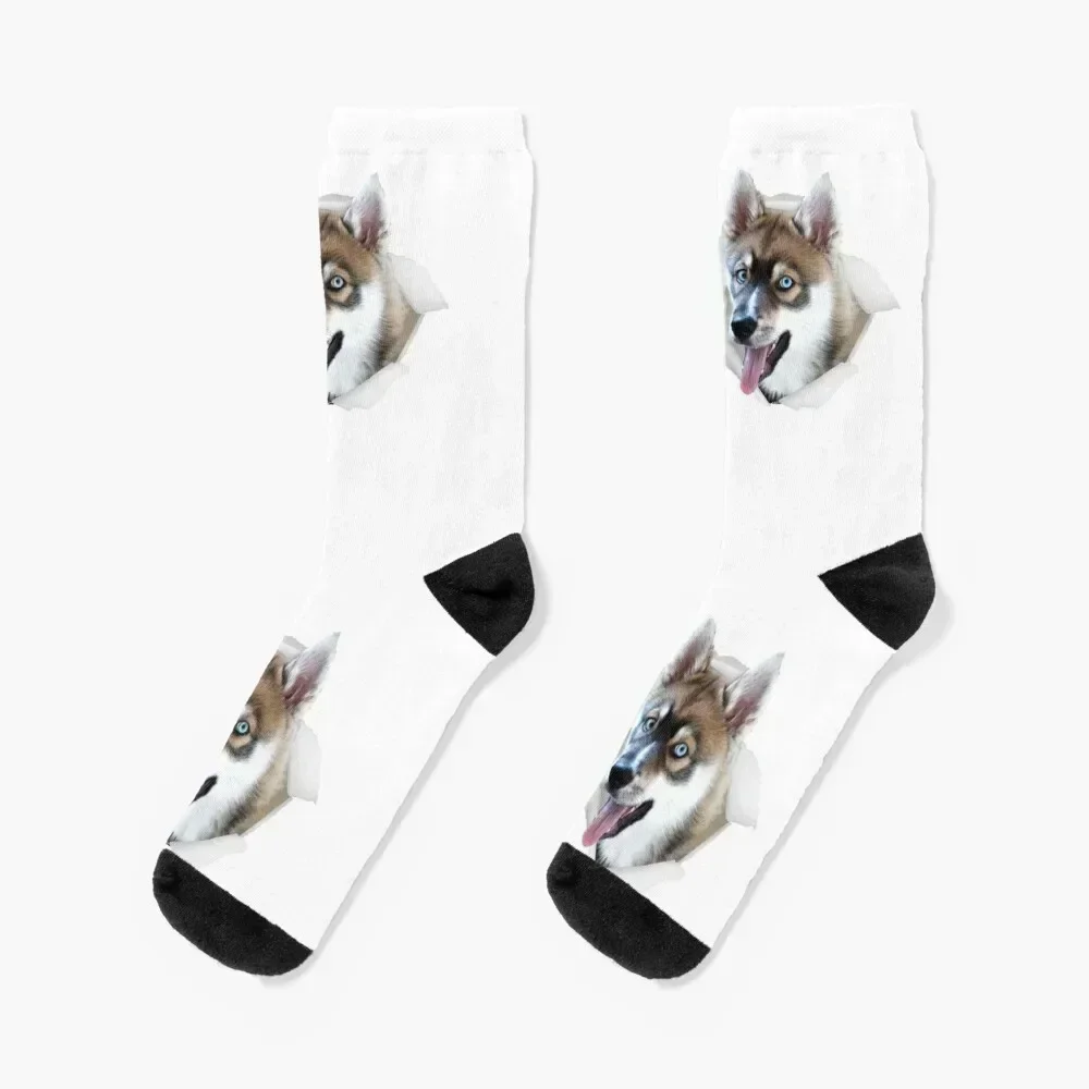 Husky Socks men cotton high quality gym Luxury Woman Socks Men's