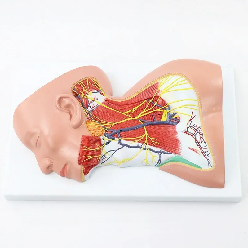 Medical Anatomy Model of Human Neck Skull Superficial Blood Vessels Nerves Muscles Skin