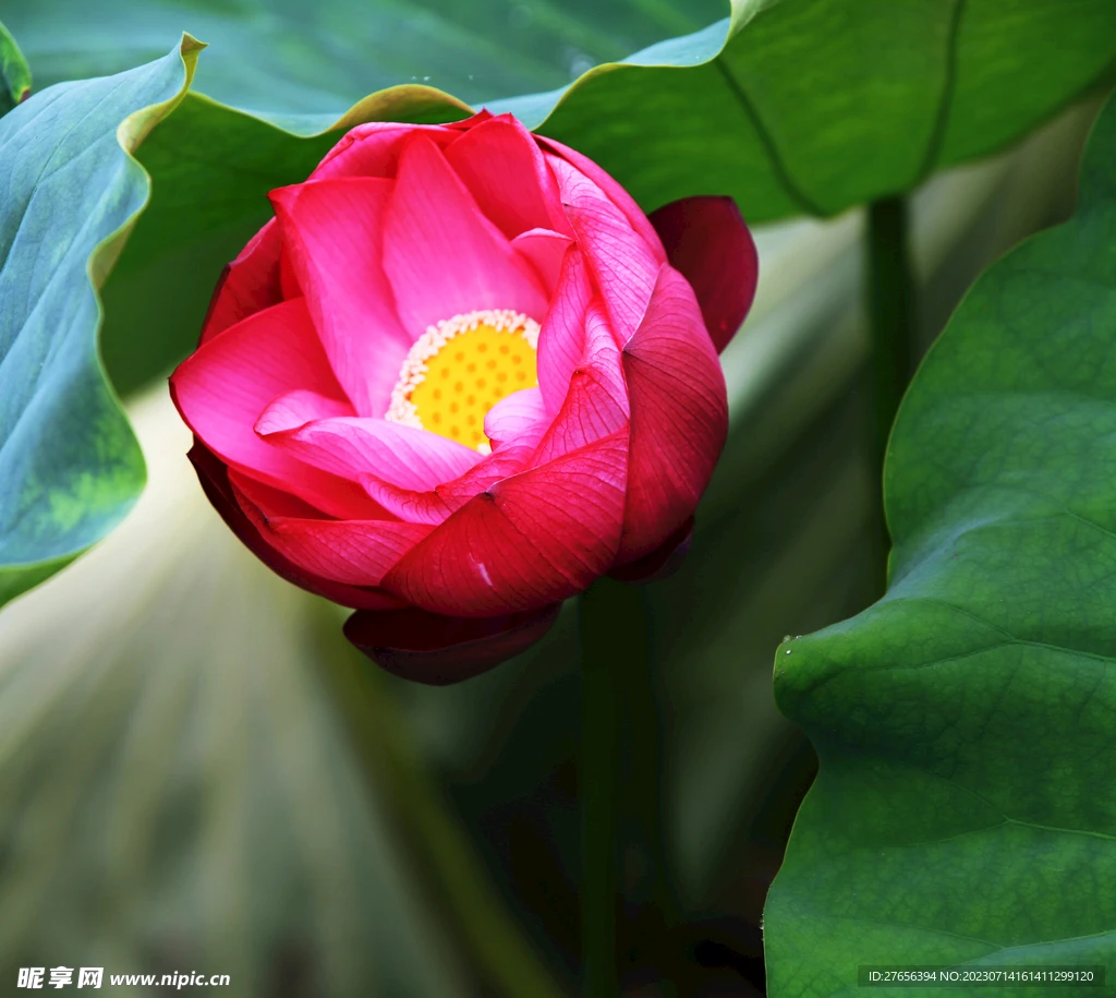 

2 шт. регулируемые масляные амортизаторы 65 мм для радиоуправляемых машин 1/18 WLtoys A959 A969 A979 K929 Hpi Hsp Trxs Losi Tamiya