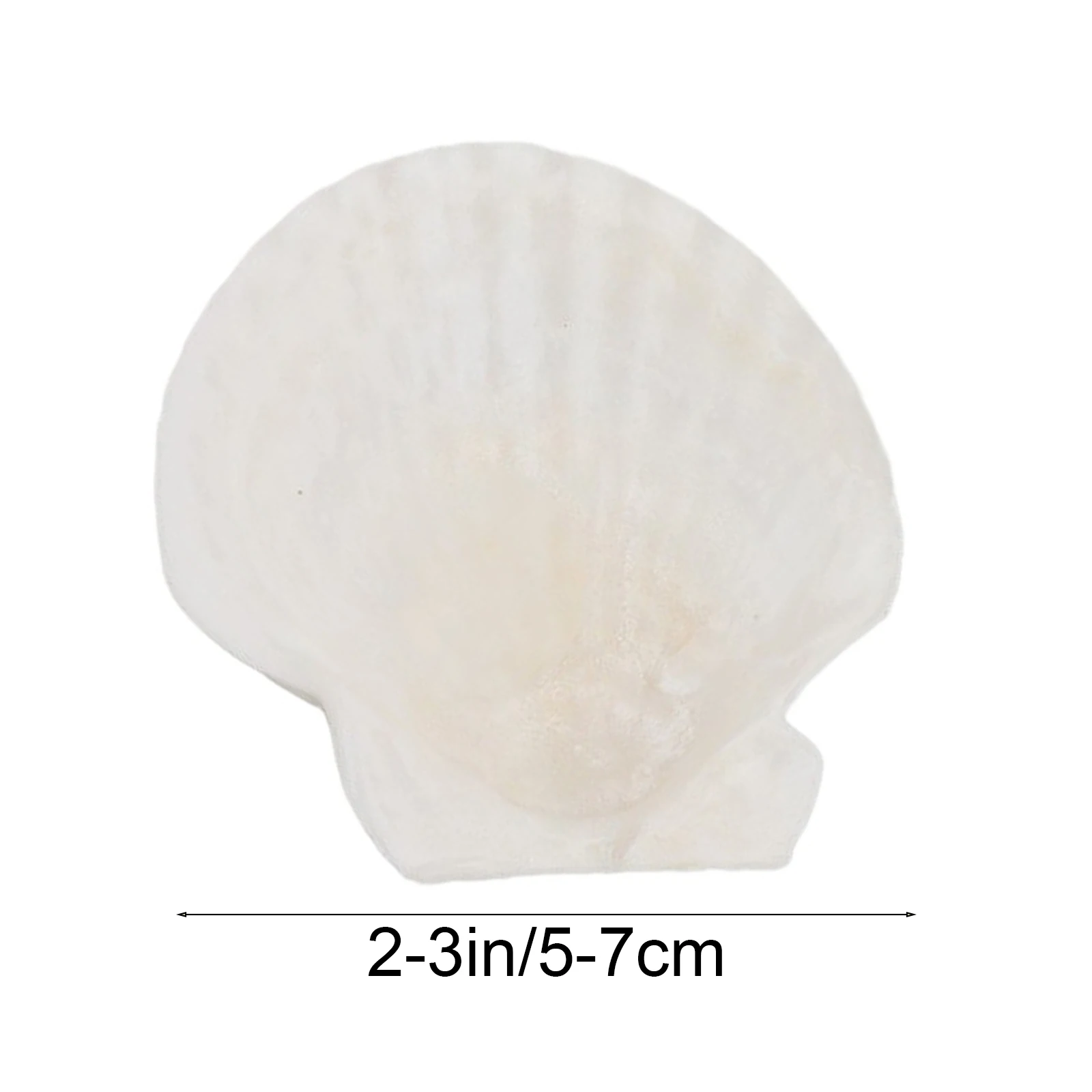 Weddings Decor Summer Parties Natural Scallop Shells DIY Beach Themed Decorations Wedding Decor Weddings Decoration