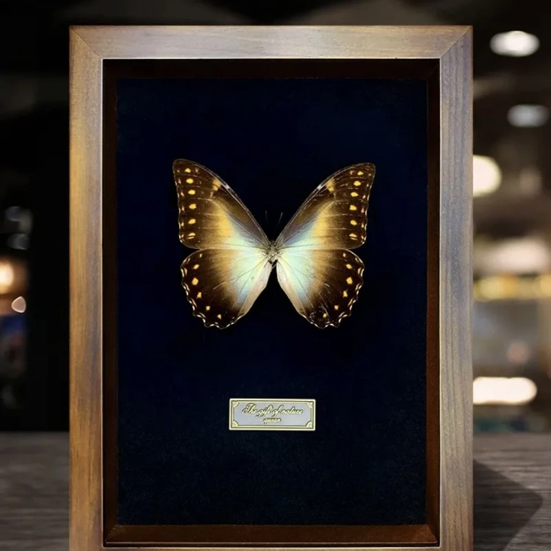 

Black sun morpho butterfly butterfly specimen decorative painting three-dimensional photo frame art ornament