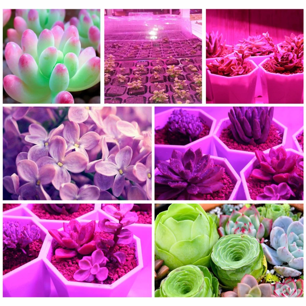 Full Spectrum LED Chip Plant Grow Light AC220V COB Chip LED Grow Light Phyto Lamp DIY Smart IC No Need Driver Indoor Plant Grow