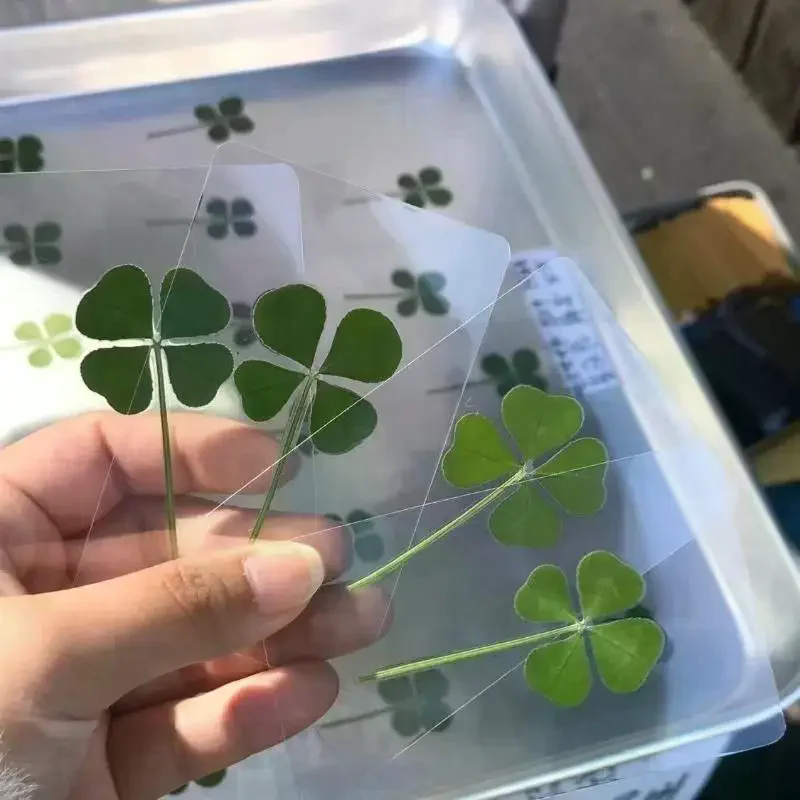 1/5/10Pcs Lucky Clover Postcards Natural Grass Transparent Wishing Cards For Bookmarks