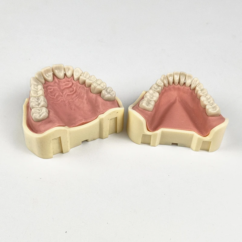 1Piece Screw Fixed Teeth Model with 28/32 Pieces Teeth Dental Teaching Model without Articulator