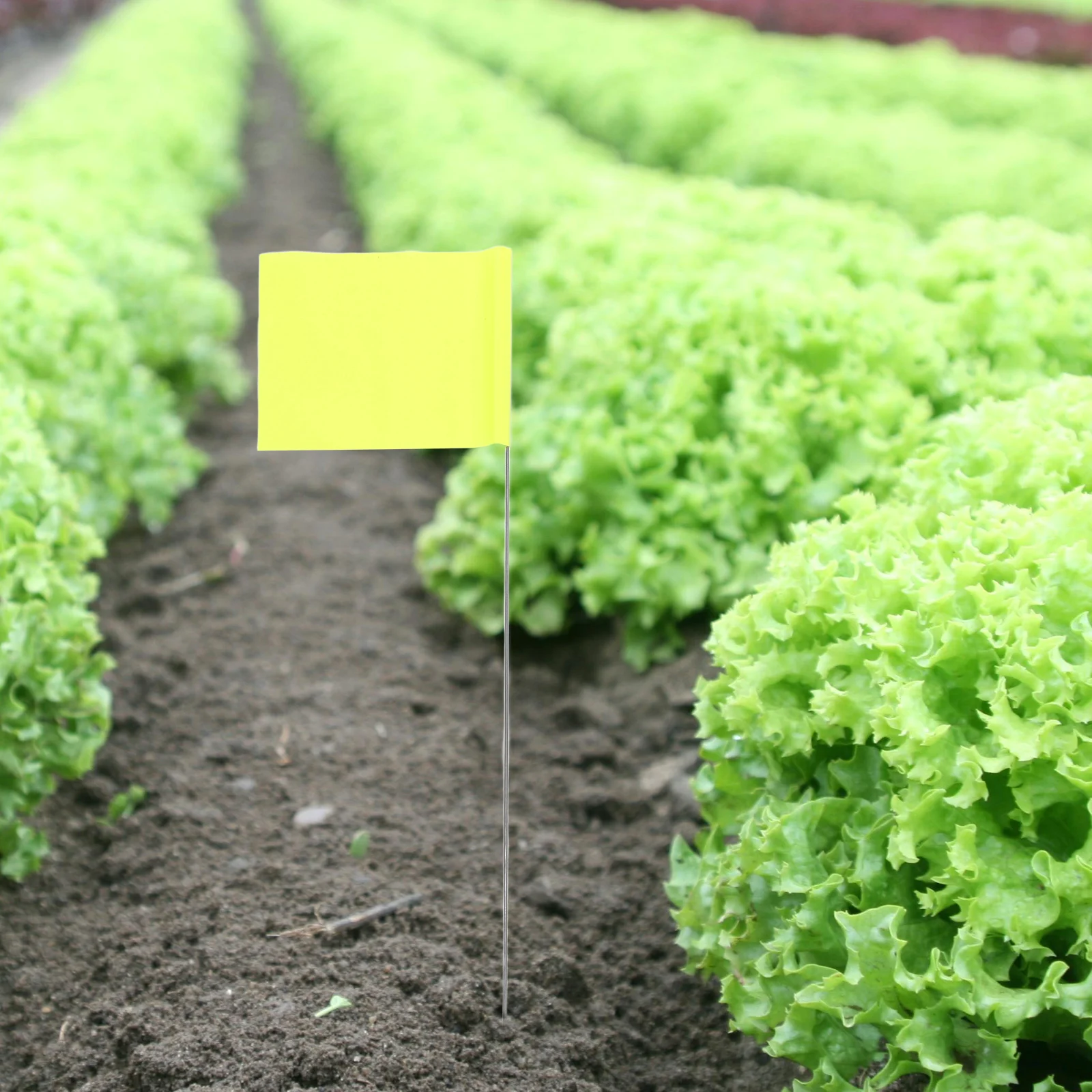 

50pcs Landmark Flags Marker Triangular Flags For Lawn Garden Yard Irrigation Sprinkler Marking Dog Training Survey Landscape