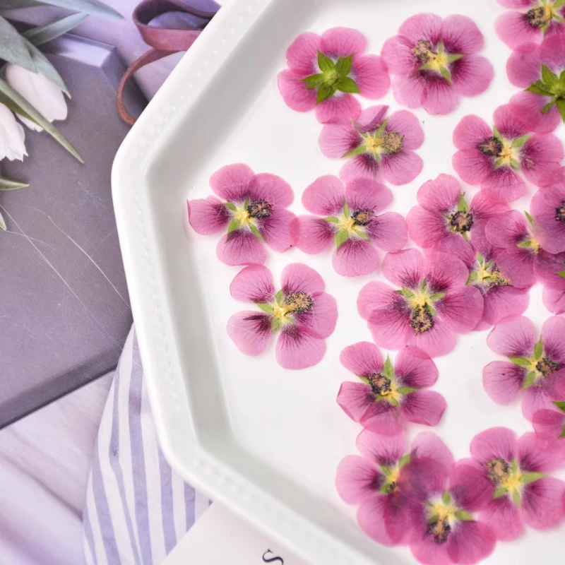 24 قطعة ، زهرة الكركديه الطبيعية زهرة جافة حقيقية تنقش DIY بها بنفسك الغراء الحرف اليدوية قضية المحمول ختم النبات زهرة إطار صور البتلة ماكياج