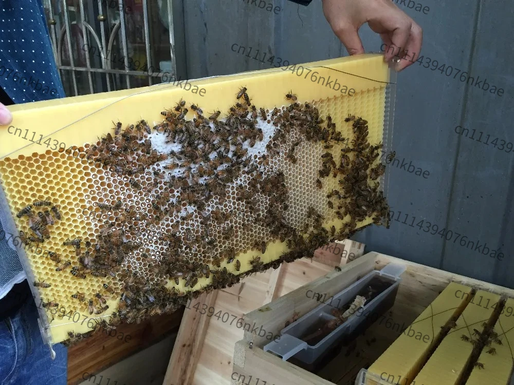 `Automatic Honey Flow Beehive Frame Plastic Self‑Flowing Bee Spleen Beekeeping Tool Hive Foundation`