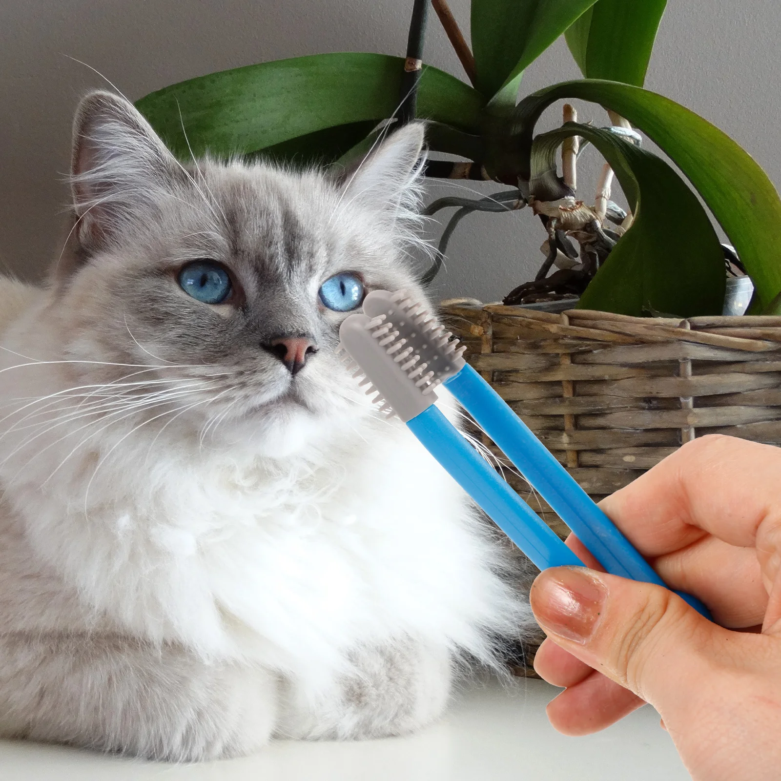 

Silicone Pet Eye Cleaning Brush Grey Color Cat Kitten Dog Grooming Supplies Facial Massage Tear Comb Safe