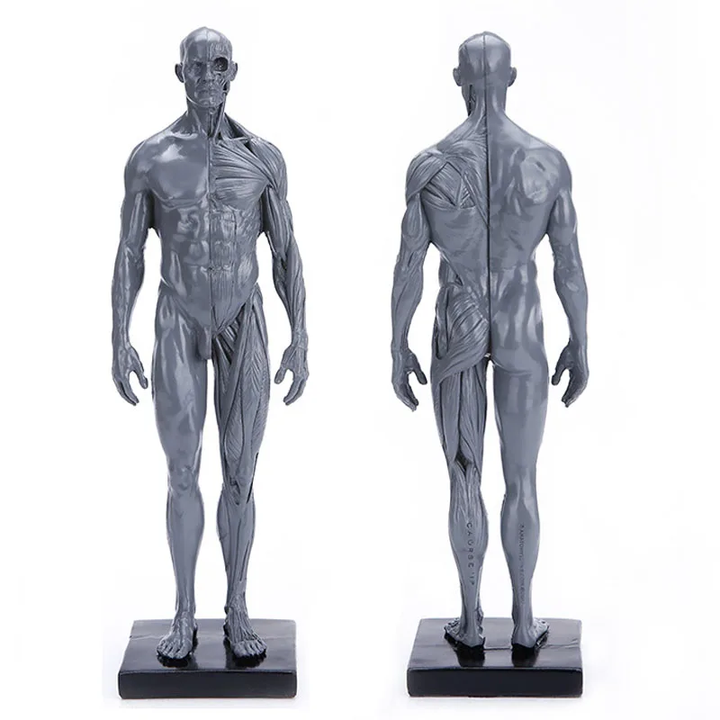 Male&Female Human Anatomy Figure Ecorche and Skin Model Lab Supplies, Anatomical Reference for Artists (Gray)