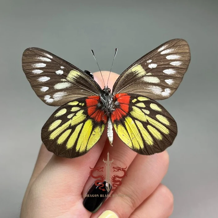 Butterfly specimen Delias pasithoe, 1pc wings spread A1/A- high quality, Decorative Display Collection Gifts