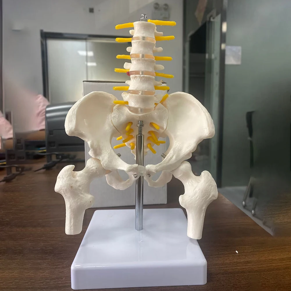 1 Pcs PVC Human Pelvic With Five Lumbar Vertebrae and Femur Model Orthopedics Spinal Column Spine Model Skeleton Anatomy