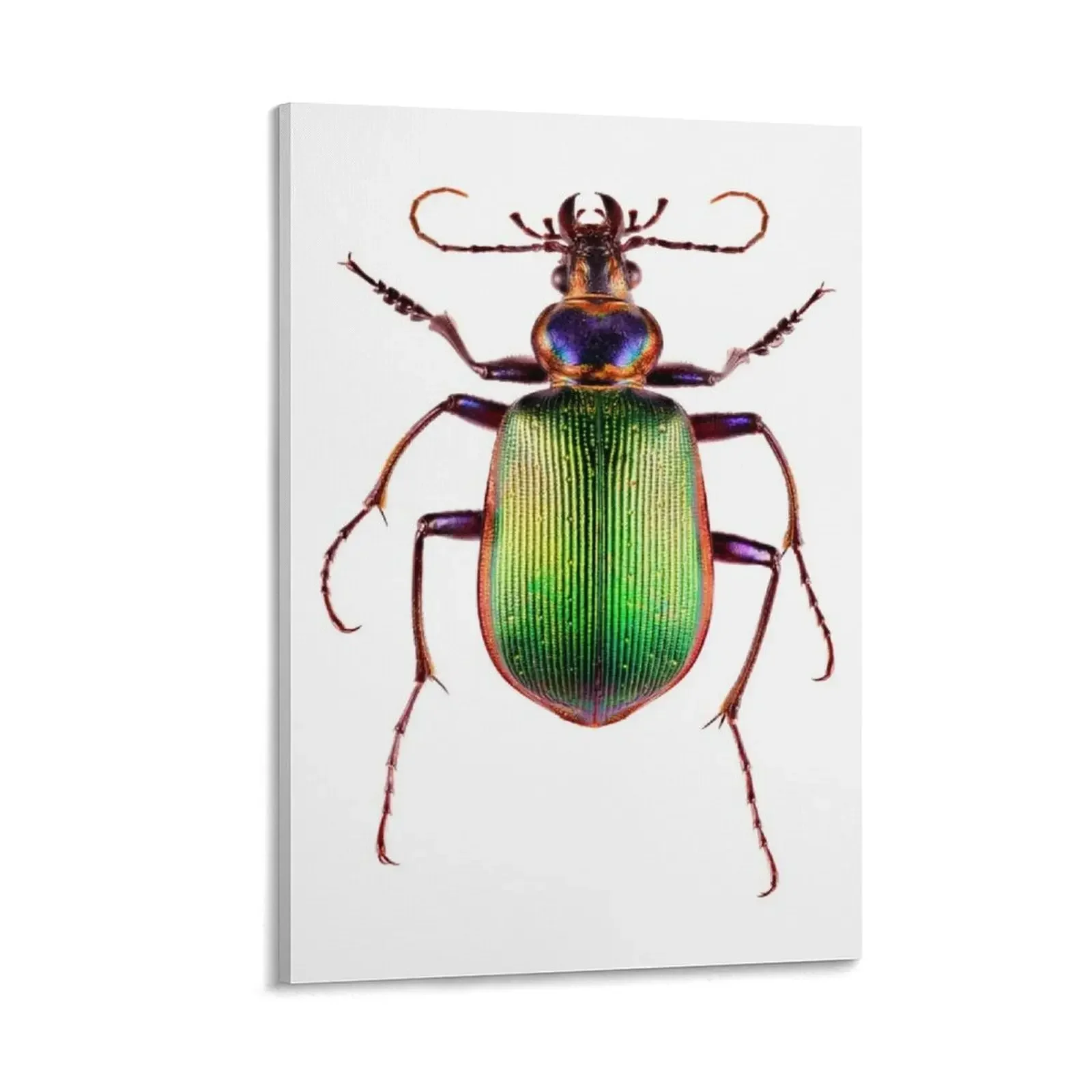 

Fiery Searcher Beetle (Calosoma scrutator) Canvas Painting room decor Decorative picture room decorations for girls