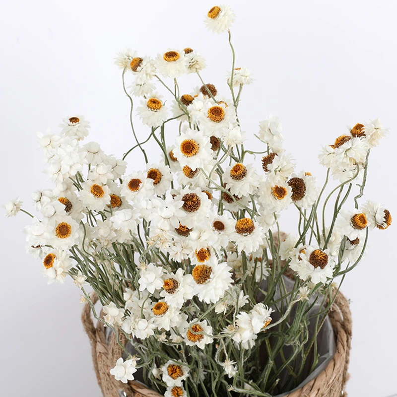 

More Than 60 Flower Heads/Bundle,Real Natural Dried White Cineraria Flower Bouquet,Dry Roses Flower Arrangement Decoration,Home