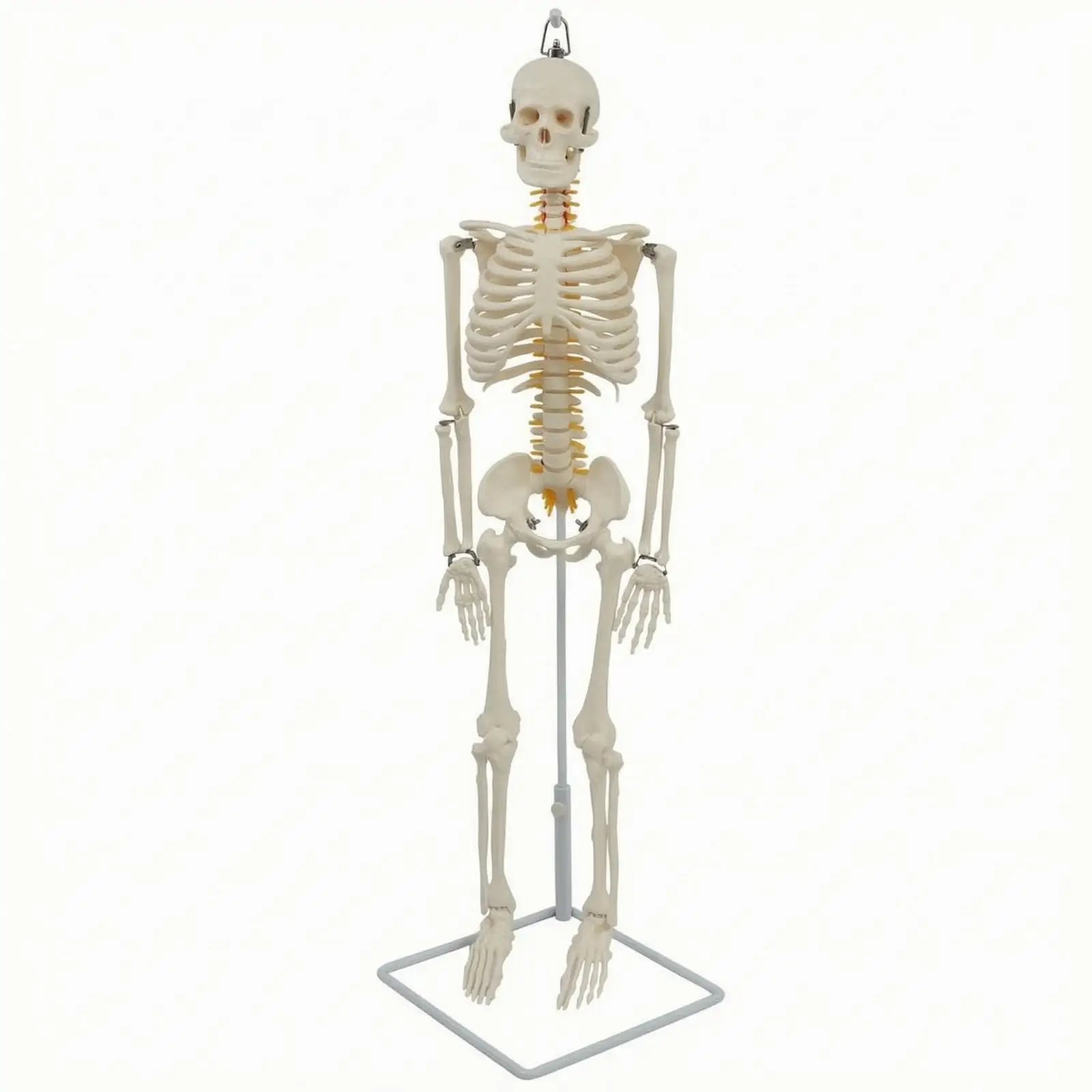 Model Anatomy 85cm Medical Teaching Skeleton for Biology Lab PVC Skull Model with Support Stand